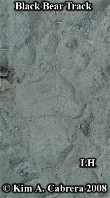 Left hind track of a black bear. Photo
                          copyright by Kim A. Cabrera 2008.