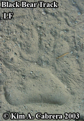 Left front track of a black bear. Photo
                          copyright by Kim A. Cabrera 2008.