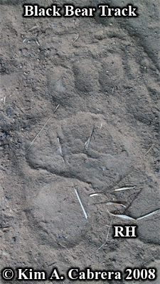 Right hind track of a black bear. Photo
                          copyright by Kim A. Cabrera 2008.