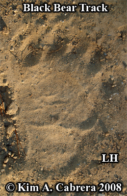 Bear track left hind foot. Photo
                          copyright by Kim A. Cabrera 2008.