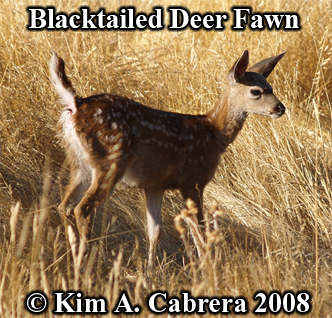 Fawn crossing a meadow. Photo copyright by
                      Kim A. Cabrera 2008.