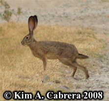 Blacktaild jackrabbit. Photo copyright by Kim
                    A. Cabrera 2008.