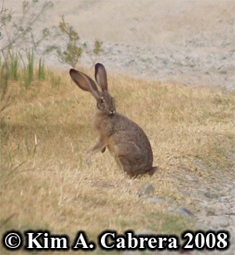 Blacktailed jackrabbit grooming. Photo
                    copyright by Kim A. Cabrera 2008.