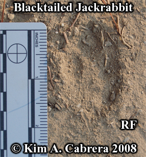 Right front track of a jackrabbit. Photo
                      copyright by Kim A. Cabrera 2008.