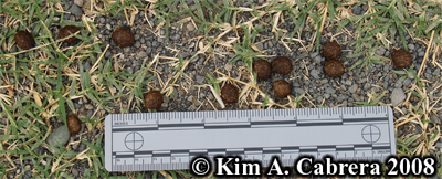 Blacktailed jackrabbit scats. Photo copyright
                      by Kim A. Cabrera 2008.