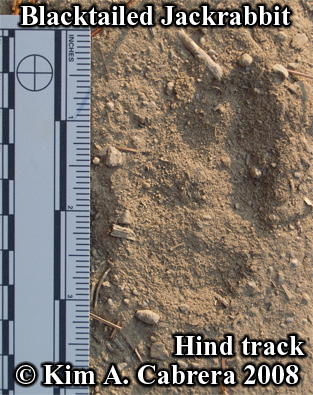 Hind track of a jackrabbit. Photo copyright
                      by Kim A. Cabrera 2008.