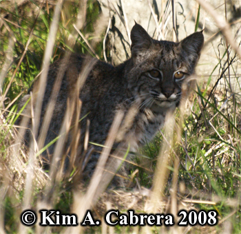 Bobcat
                      alert and watching me. Photo copyright Kim A.
                      Cabrera 2008.