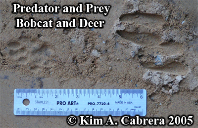 Bobcat and deer tracks next to each other.
                    PRedator and prey. Photo copyright by Kim A. Cabrera
                    2005.