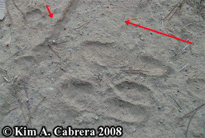 Blacktailed jackrabbit and bobcat tracks. Photo
                    copyright by Kim A. Cabrera 2008.