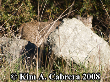 Bobcat peering at me from behind a rock.
                      Photo copyright Kim A. Cabrera 2008.
