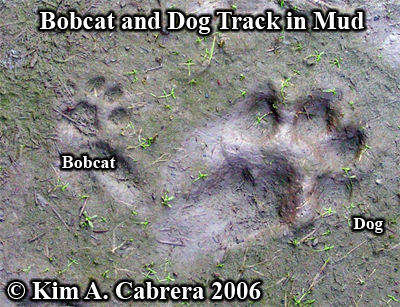 Bobcat
                    and dog tracks next to each other. Photo copyright
                    by Kim A. Cabrera 2006.