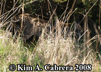 Bobcat entering dense brush. Photo copyright
                      Kim A. Cabrera 2008.