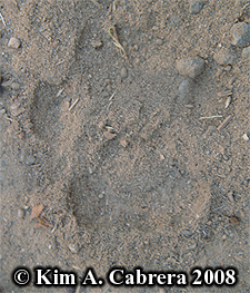 Bobcat paw print in dust. Photo copyright by
                      Kim A. Cabrera 2008.
