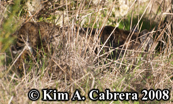 Bobcat walking away. Photo copyright Kim A.
                      Cabrera 2008.