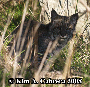 Animal Tracks - Bobcat Photos (Felis rufus or Lynx rufus)