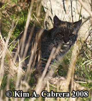 Bobcat
                      looking at me. Photo copyright Kim A. Cabrera
                      2008.