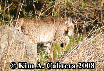 Bobcat
                      with paw up. Photo copyright Kim A. Cabrera 2008.