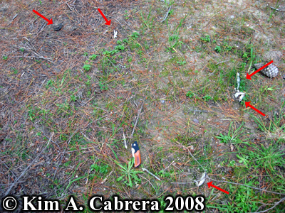 Bobcat scat latrine. Photo copyright by Kim A.
                    Cabrera 2008.