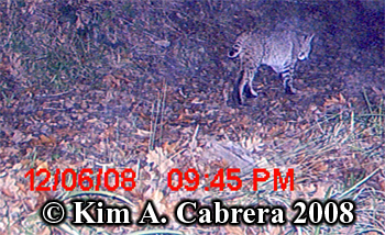 Bobcat
                      on trail cam. Photo copyright Kim A. Cabrera
                      2008.