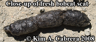 Close-up of the fresh bobcat scat, showing fur
                    from prey. Photo copyright by Kim A. Cabrera 2008.