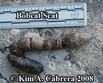 Bobcat
                    scat. Photo copyright Kim A. Cabrera 2008.