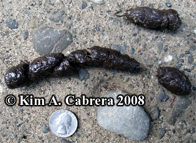 Bobcat
                      scat. Photo copyright by Kim A. Cabrera 2008.