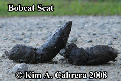Bobcat
                      scat found on a dirt road. Photo copyright Kim A.
                      Cabrera 2008.