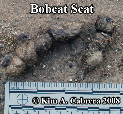 Bobcat scat.
                    Photo copyright by Kim A. Cabrera 2008.