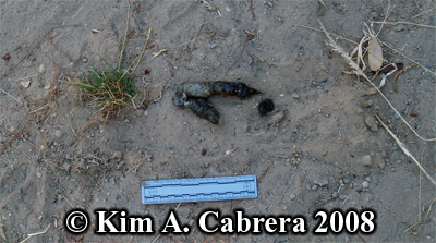 Bobcat scat in a scrape. Photo copyright by Kim
                    A. Cabrera 2008.