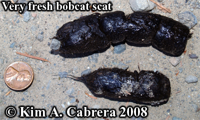 A
                      very fresh Bobcat scat. Photo copyright by Kim A.
                      Cabrera 2008.