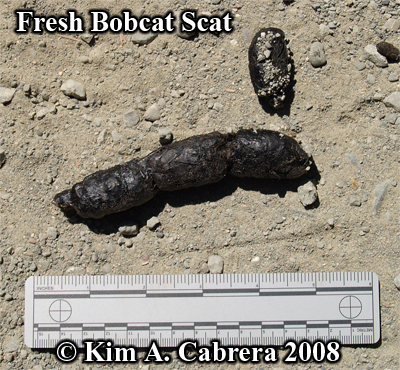 Fresh
                    bobcat scat. Photo copyright by Kim A. Cabrera
                    2008.