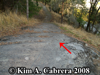 Bobcat scat location. Photo copyright Kim A.
                    Cabrera 2008.