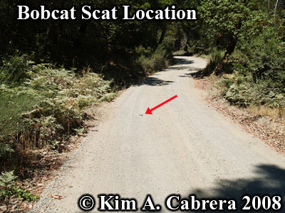 Location of scat deposit on dirt road. Good
                    bobcat habitat area. Photo copyright by Kim A.
                    Cabrera 2008.