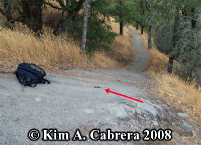 Bobcat scat at the top of a rock outcrop. Photo
                    copyright by Kim A. Cabrera 2008.