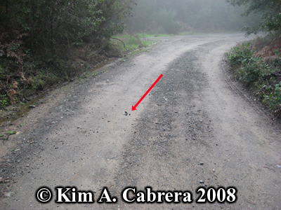 Bobcat scat placement on dirt road. Photo
                      copyright by Kim A. Cabrera 2008.