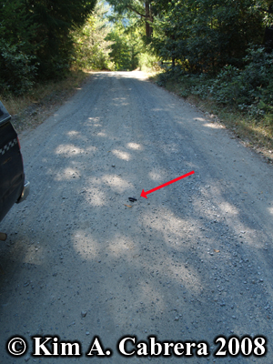 Placement of the fresh Bobcat scat seen at
                      left. Photo copyright by Kim A. Cabrera 2008.