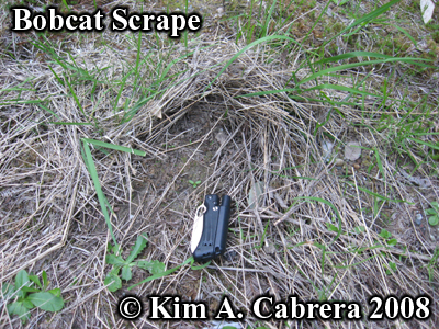 Bobcat
                    scrape in grass. Photo copyright by Kim A. Cabrera
                    2008.