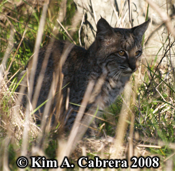 Bobcat looking to the side. Photo copyright
                      Kim A. Cabrera 2008.
