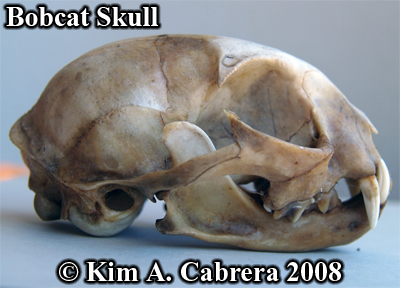 Bobcat
                    skull side view. Photo copyright Kim A. Cabrera
                    2008.