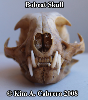 Bobcat
                  skull front view. Photo copyright Kim A. Cabrera
                  2008.