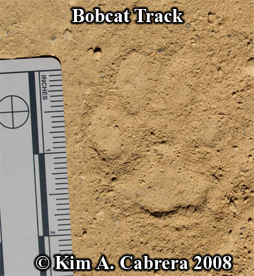 Nice
                    bobcat track in dust. Photo copyright by Kim A.
                    Cabrera 2008.
