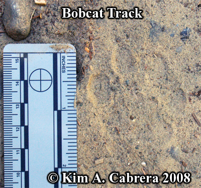 A
                    bobcat track on a dusty road shows nearly perfect
                    details. Photo copyright by Kim A. Cabrera 2008.