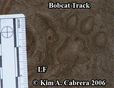 Left
                    front track of a bobcat in mud. Perfect details!
                    Photo copyright by Kim A. Cabrera 2006.