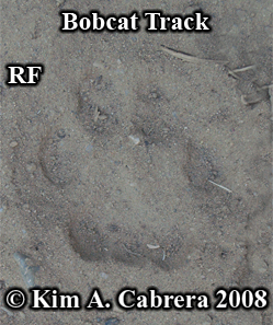 Right front
                  track of a bobcat. Photo copyright by Kim A. Cabrera
                  2008.