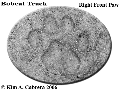 Right
                    front pawprint of a bobcat. Photo copyright by Kim
                    A. Cabrera 2006.