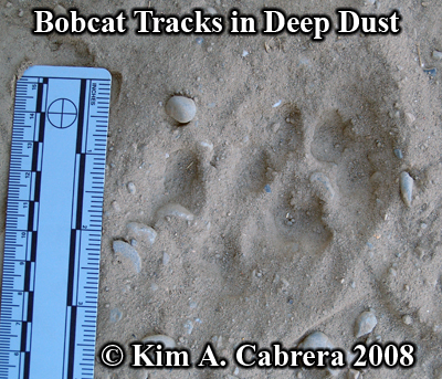 Bobcat
                    tracks in deep dust. Photo copyright by Kim A.
                    Cabrera 2008.