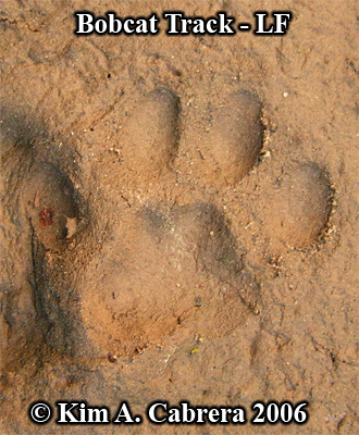 Left
                    front track from a bobcat paw. Photo copyright by
                    Kim A. Cabrera 2006.