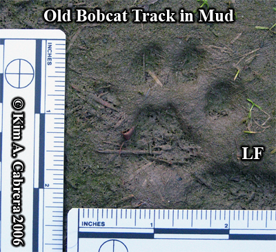Left
                    front bobcat track. Photo copyright by Kim A.
                    Cabrera 2006.