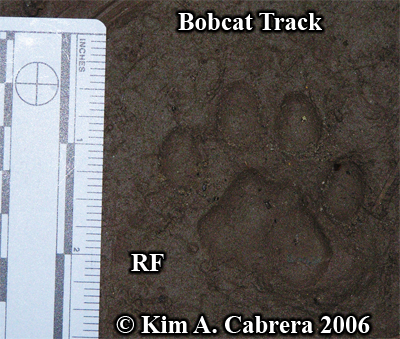 Perfect
                    right front track from a bobcat. Photo copyright by
                    Kim A. Cabrera 2006.