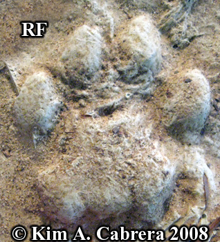 Bobcat track cast. Photo copyright Kim A. Cabrera
                  2008.